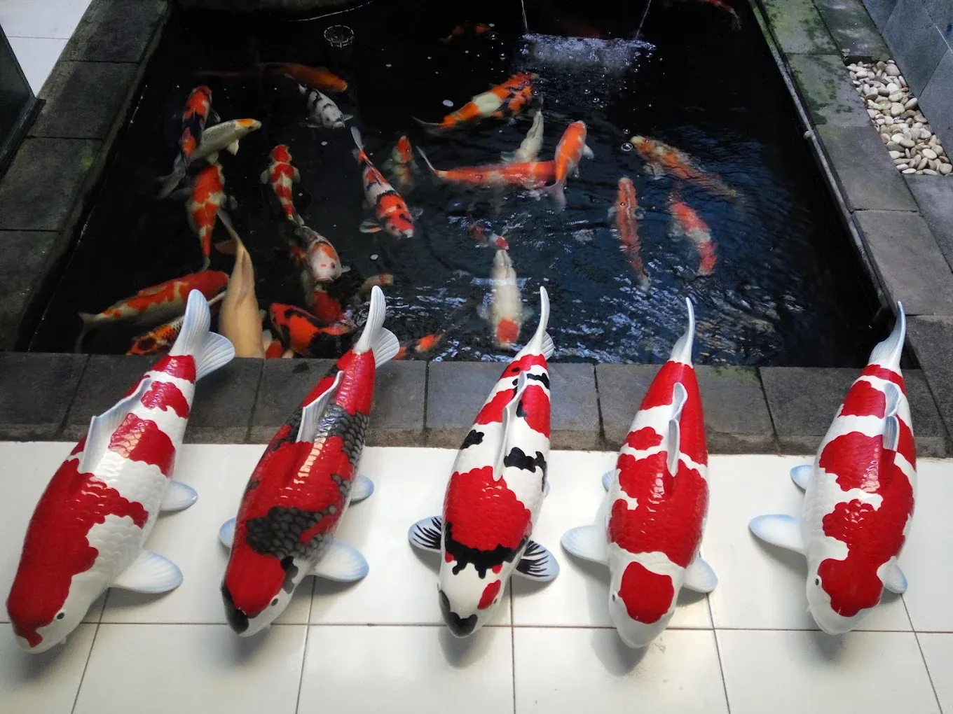 Koi Trophies